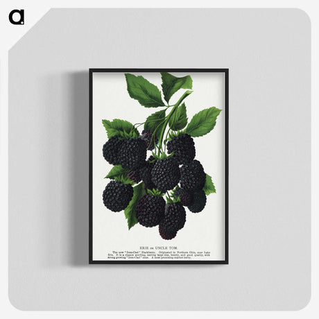 1-67_Botanical-Specimen-Plates_blk-crop