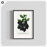 1-67_Botanical-Specimen-Plates_blk