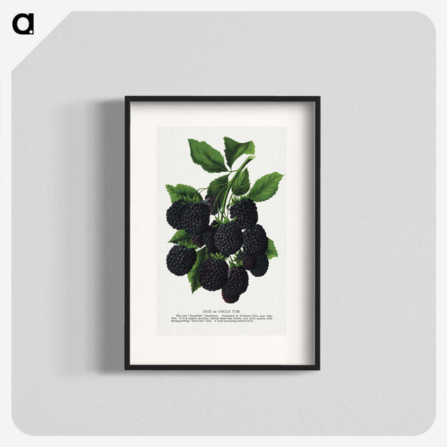 1-67_Botanical-Specimen-Plates_blk