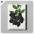 1-67_Botanical-Specimen-Plates_canvas