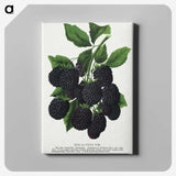 1-67_Botanical-Specimen-Plates_canvas