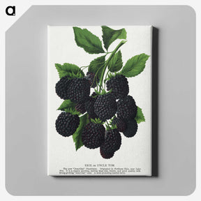 1-67_Botanical-Specimen-Plates_canvas