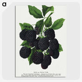 1-67_Botanical-Specimen-Plates_picture-crop