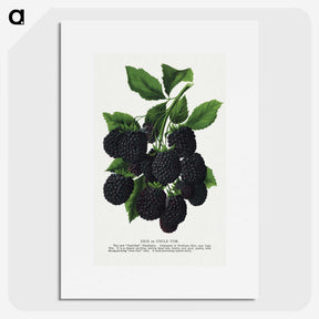 1-67_Botanical-Specimen-Plates_picture