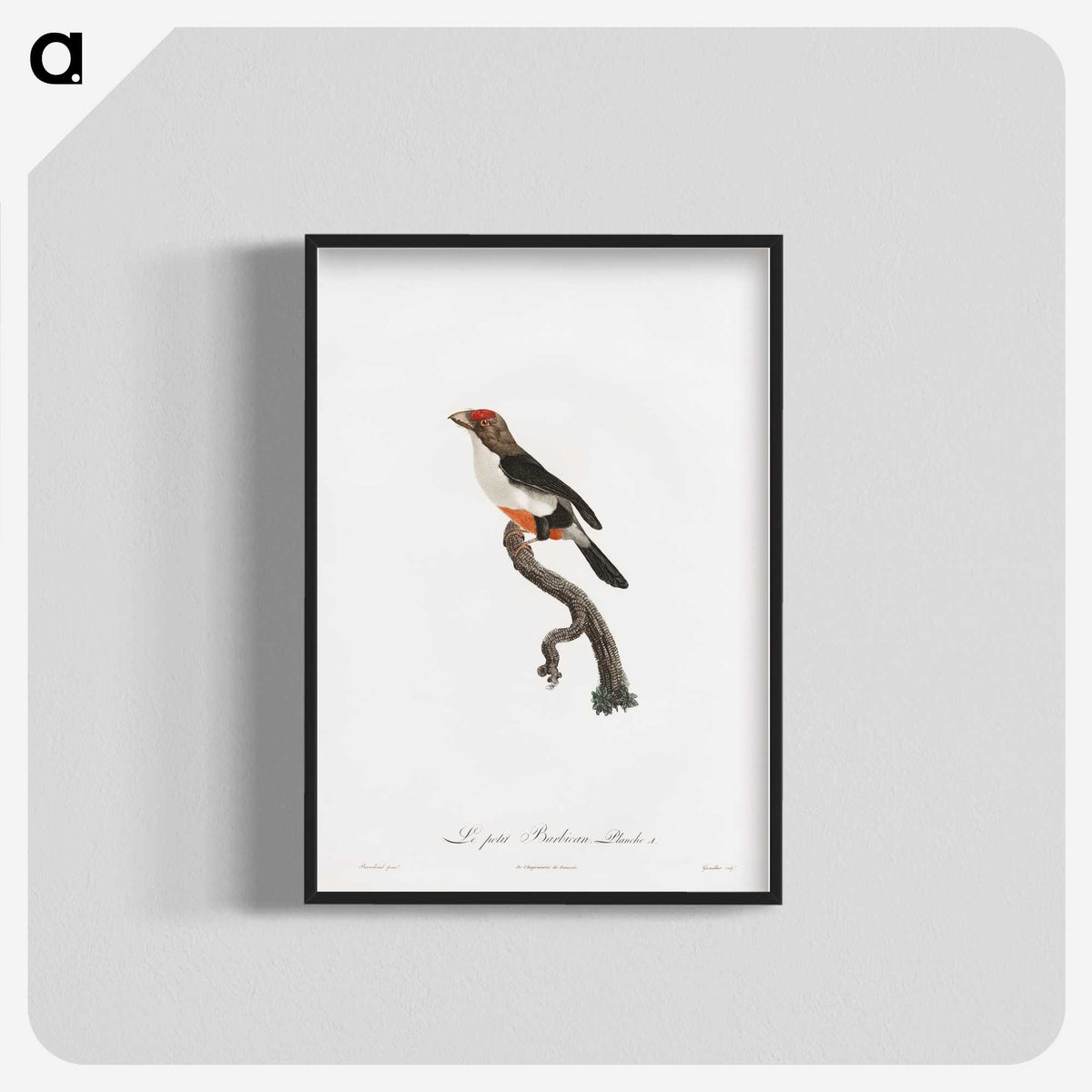 1-67_Des-Oiseaux-de-Paradis_blk-crop