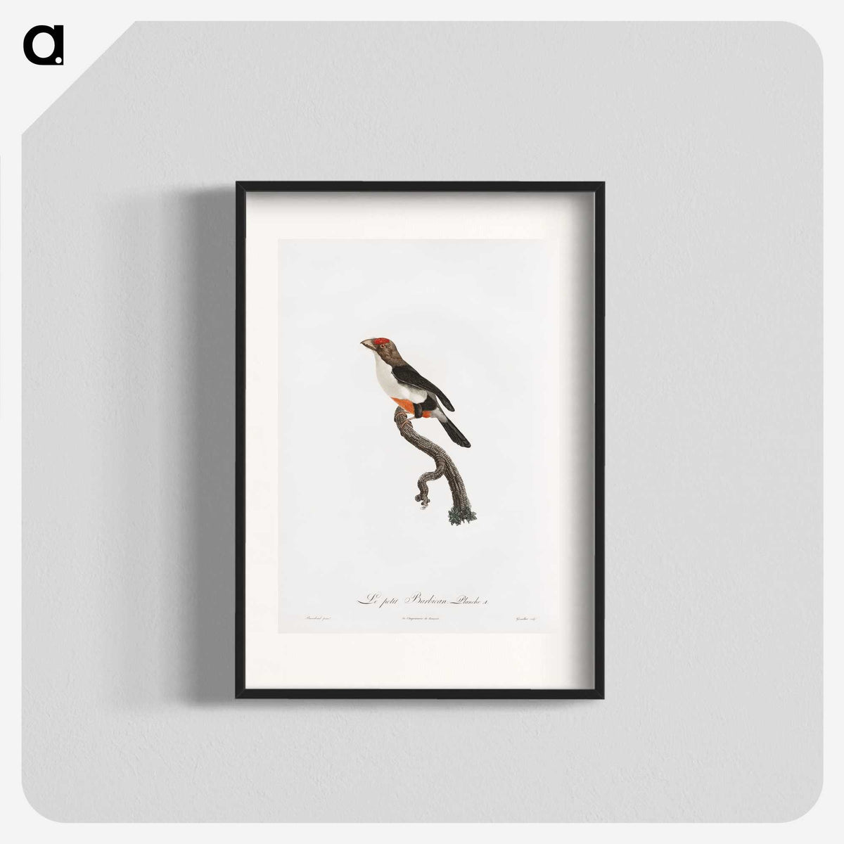 1-67_Des-Oiseaux-de-Paradis_blk