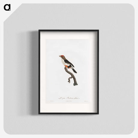 1-67_Des-Oiseaux-de-Paradis_blk