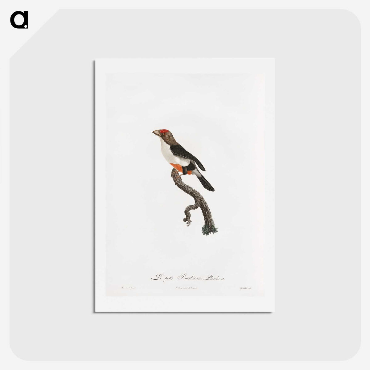 1-67_Des-Oiseaux-de-Paradis_hagaki