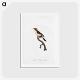 1-67_Des-Oiseaux-de-Paradis_hagaki