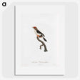 1-67_Des-Oiseaux-de-Paradis_picture
