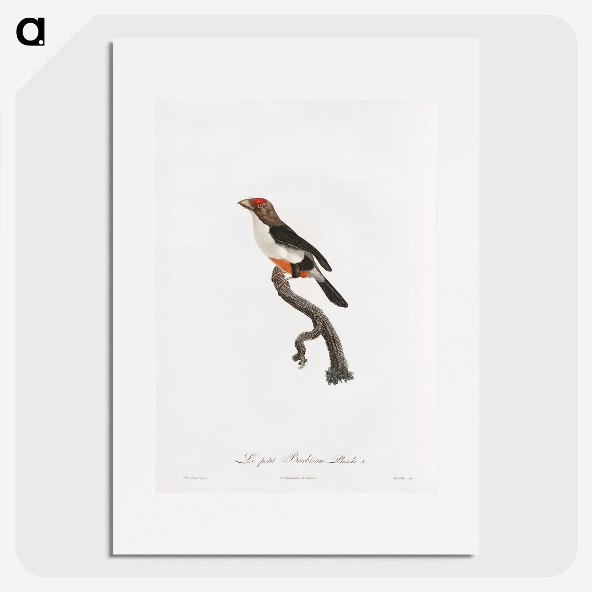 1-67_Des-Oiseaux-de-Paradis_picture