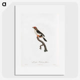 1-67_Des-Oiseaux-de-Paradis_picture