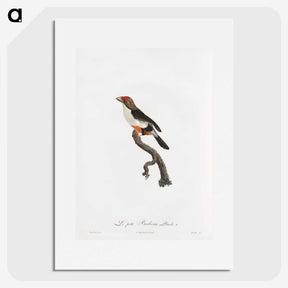 1-67_Des-Oiseaux-de-Paradis_picture