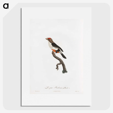 1-67_Des-Oiseaux-de-Paradis_picture
