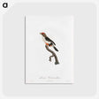 1-67_Des-Oiseaux-de-Paradis_postcard
