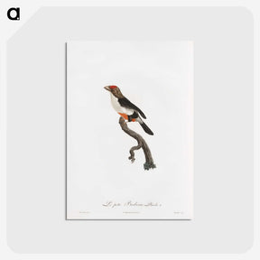 1-67_Des-Oiseaux-de-Paradis_postcard