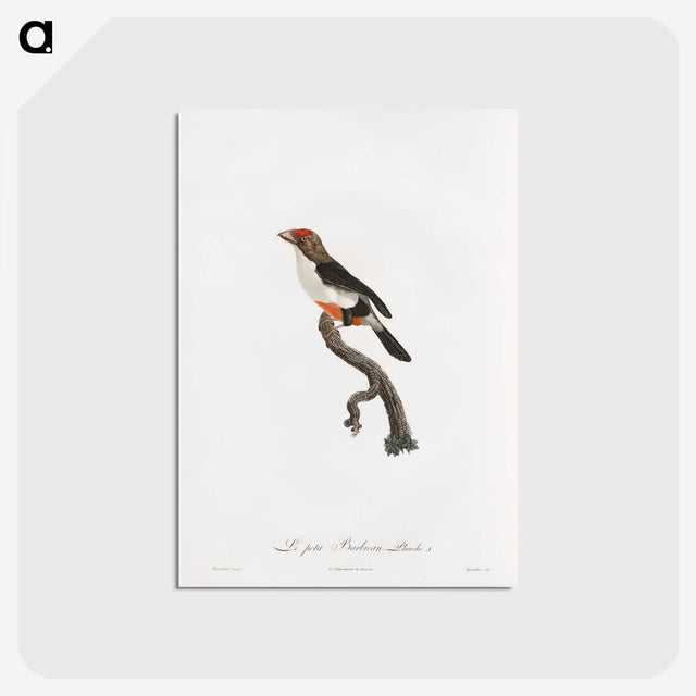 1-67_Des-Oiseaux-de-Paradis_postcard