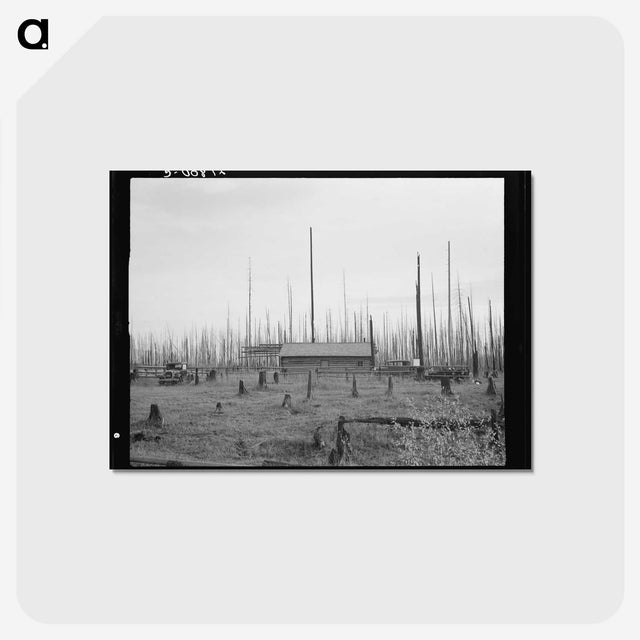 1-67_Dorothea-Lange_postcard