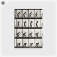 1-67_Eadweard-Muybridge_postcard