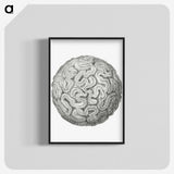 1-67_Ernst-Haeckel_blk-crop