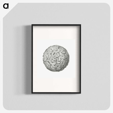 1-67_Ernst-Haeckel_blk