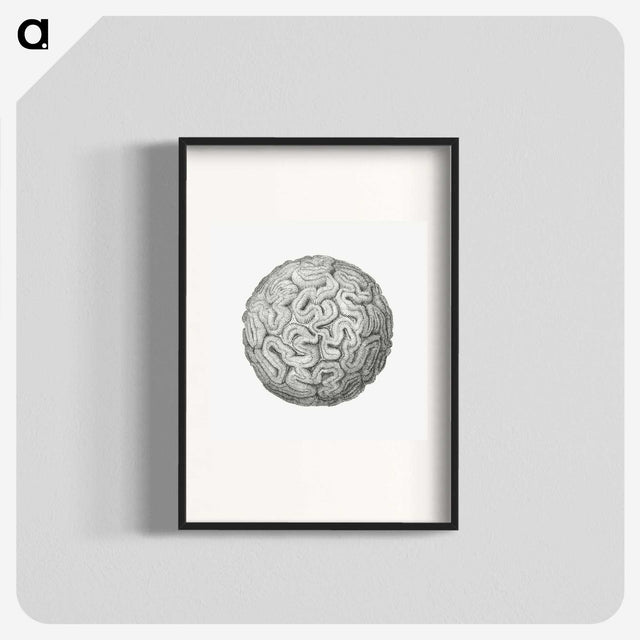 1-67_Ernst-Haeckel_blk