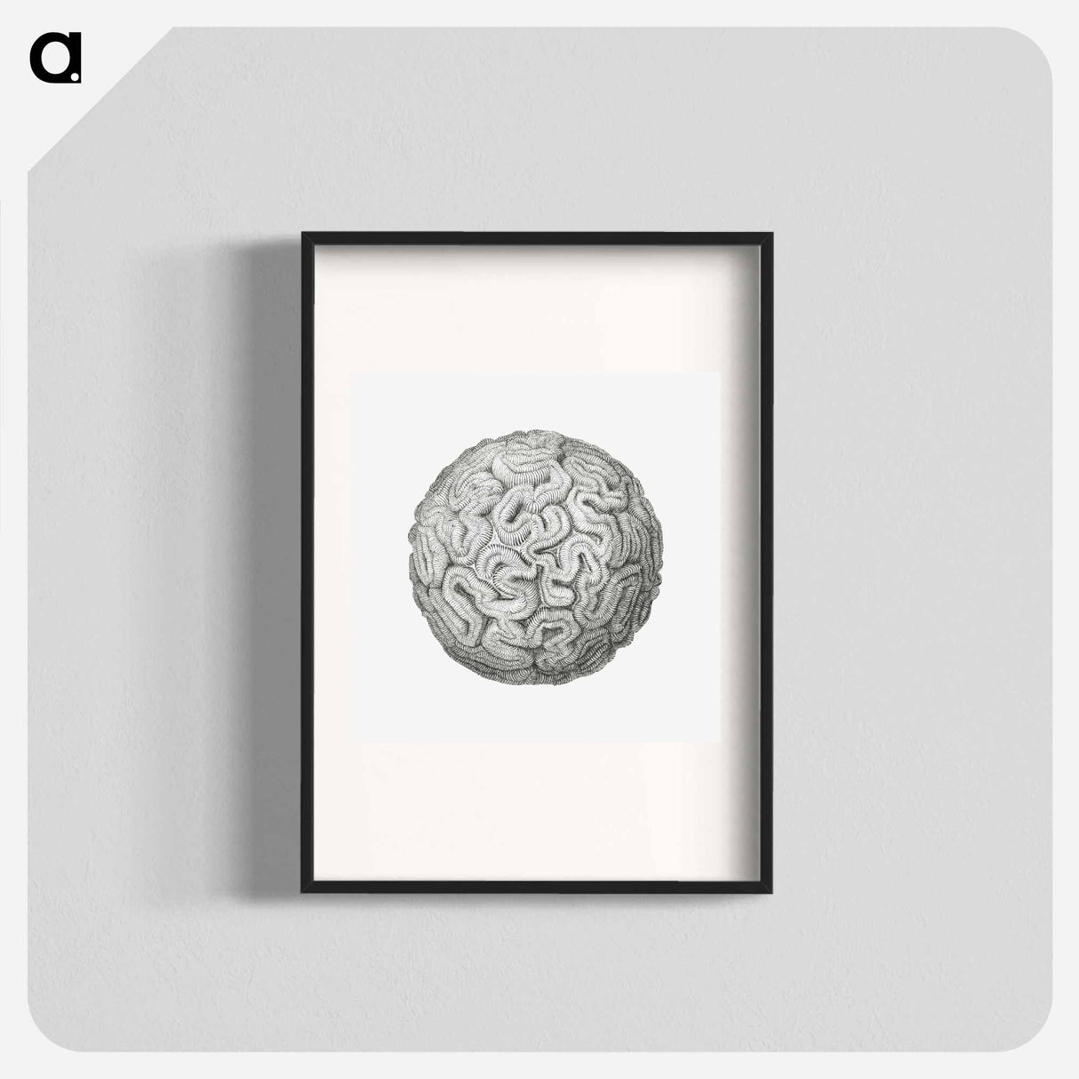 Vintage coral illustration on white background - エルンスト ヘッケル Poster.