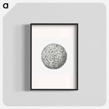 Vintage coral illustration on white background - エルンスト ヘッケル Poster.