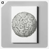 1-67_Ernst-Haeckel_canvas
