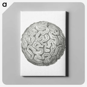 1-67_Ernst-Haeckel_canvas