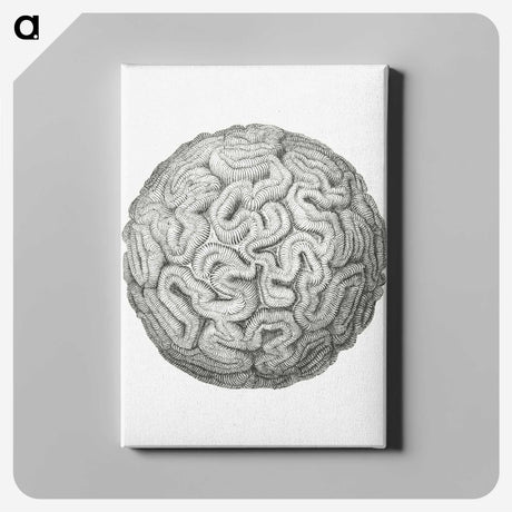 1-67_Ernst-Haeckel_canvas