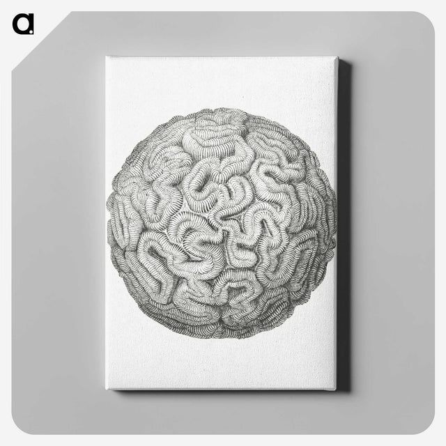 1-67_Ernst-Haeckel_canvas