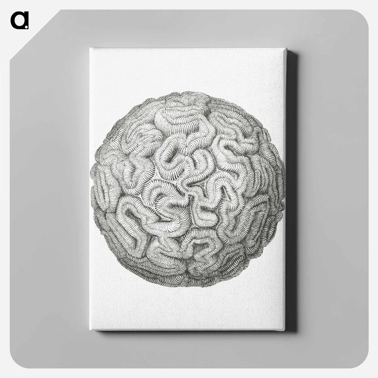 Vintage coral illustration on white background - エルンスト ヘッケル Canvas.