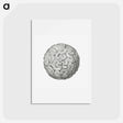 アートポストカード-Vintage coral illustration on white background - エルンスト ヘッケル Postcard.