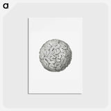 アートポストカード-Vintage coral illustration on white background - エルンスト ヘッケル Postcard.