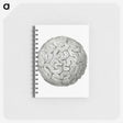 1-67_Ernst-Haeckel_memo