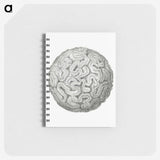 1-67_Ernst-Haeckel_memo