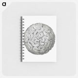 アートメモ帳-Vintage coral illustration on white background - エルンスト ヘッケル Memo.