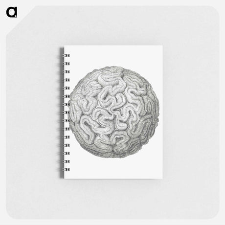 アートメモ帳-Vintage coral illustration on white background - エルンスト ヘッケル Memo.