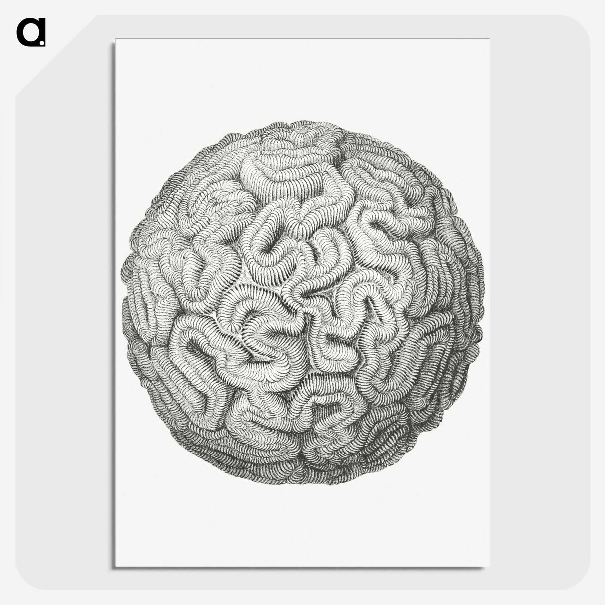 1-67_Ernst-Haeckel_picture-crop