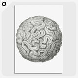 1-67_Ernst-Haeckel_picture-crop