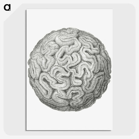 1-67_Ernst-Haeckel_picture-crop