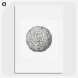 1-67_Ernst-Haeckel_picture