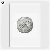 1-67_Ernst-Haeckel_picture