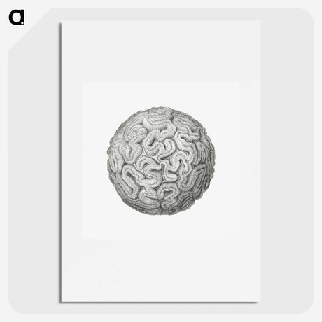 1-67_Ernst-Haeckel_picture