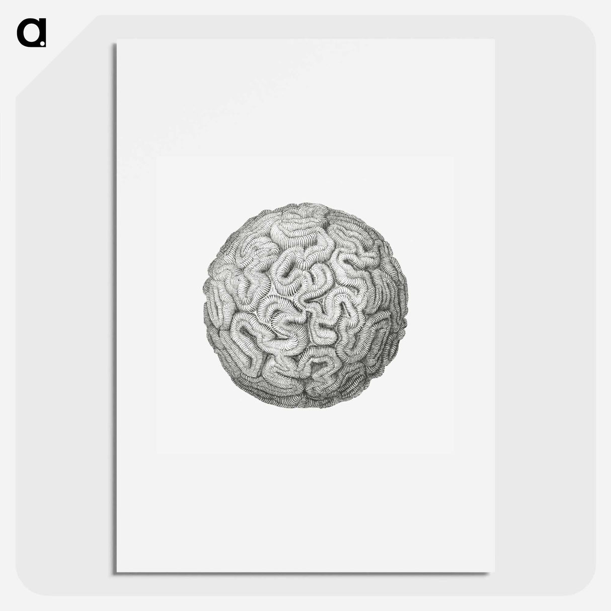 Vintage coral illustration on white background - エルンスト ヘッケル Poster.