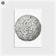 1-67_Ernst-Haeckel_postcard