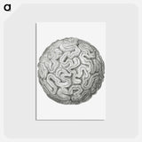アートポストカード-Vintage coral illustration on white background - エルンスト ヘッケル Postcard.