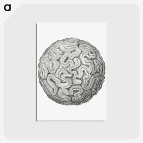 1-67_Ernst-Haeckel_postcard