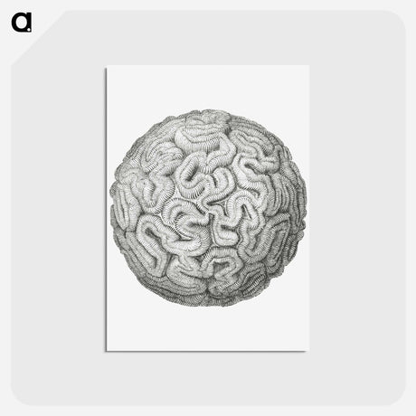 アートポストカード-Vintage coral illustration on white background - エルンスト ヘッケル Postcard.